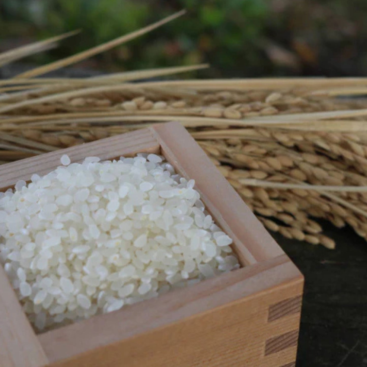 令和6年産/はくい市産・自然栽培米(コシヒカリ)