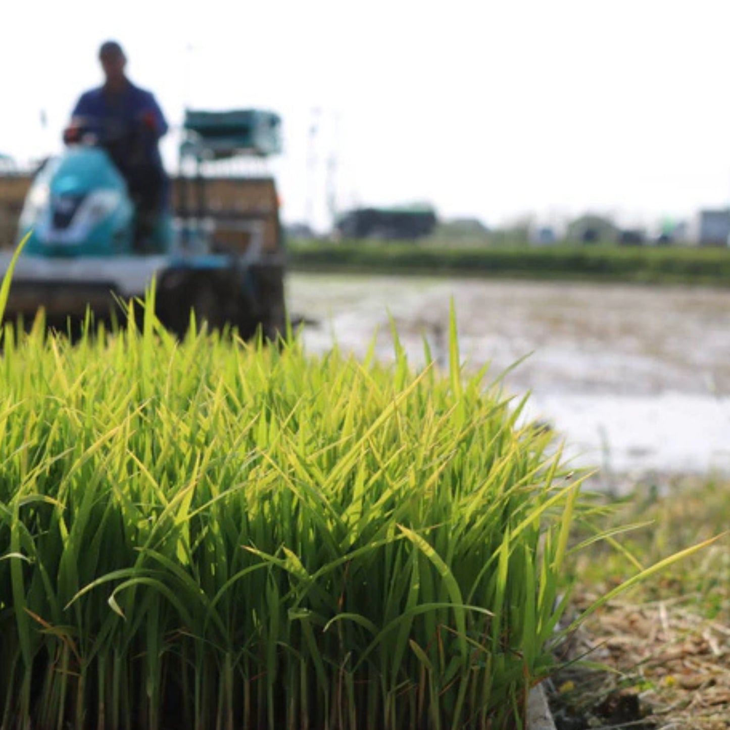 令和6年産/はくい市産・自然栽培米(コシヒカリ)